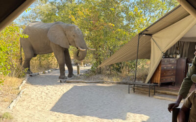 Session Story – In Africa, we do magic. We believe in magic.